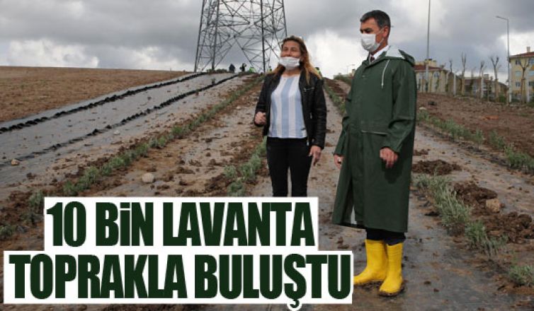 10 bin adet lavanta toprakla buluştu