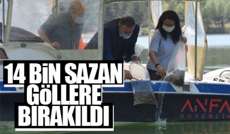 14 bin yavru sazan göllere bırakıldı!