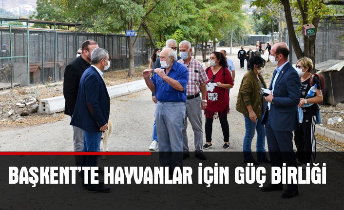 Büyükşehir ve hayvanseverler el ele