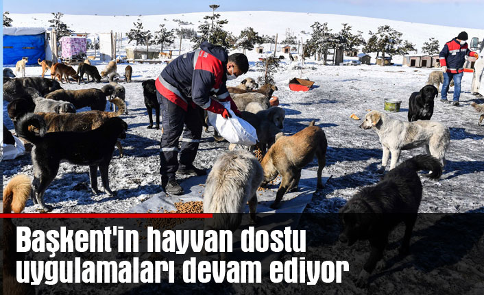 Başkent'in hayvan dostu uygulamaları devam ediyor