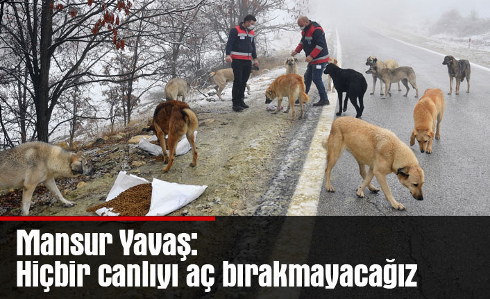 Mansur Yavaş: Hiçbir canlıyı aç bırakmayacağız