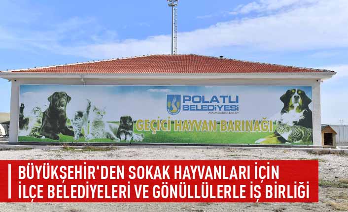 Büyükşehir'den sokak hayvanları için ilçe belediyeleri ve gönüllülerle iş birliği