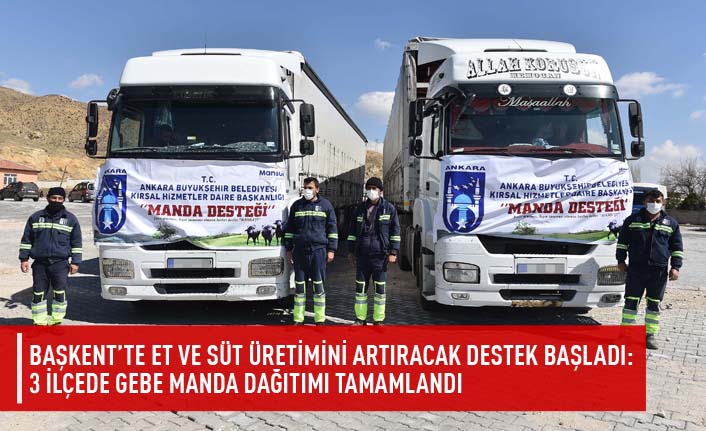 Başkent'te et ve süt üretimini artıracak destek başladı: 3 ilçede gebe manda dağıtımı tamamlandı