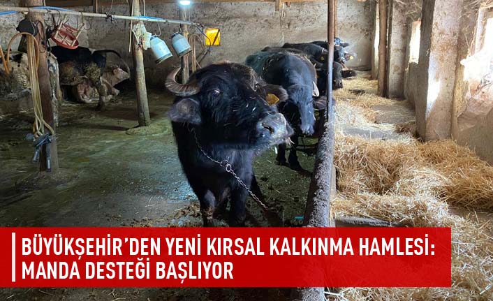 Büyükşehir'den yeni kırsal kalkınma hamlesi:manda desteği başlıyor