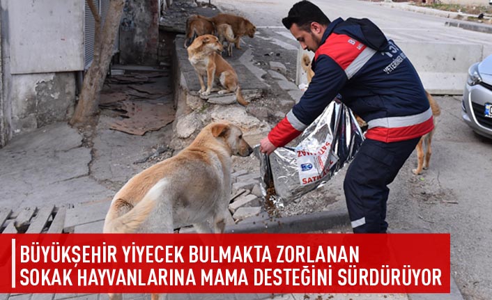 Büyükşehir yiyecek bulmakta zorlanan sokak hayvanlarına mama desteğini sürdürüyor