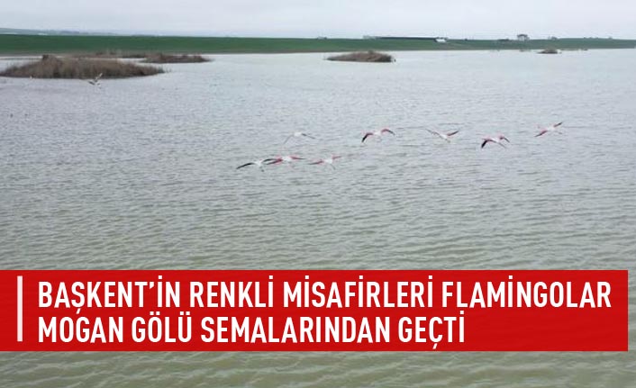 Başkent'in renkli misafirleri flamingolar mogan gölü semalarından geçti