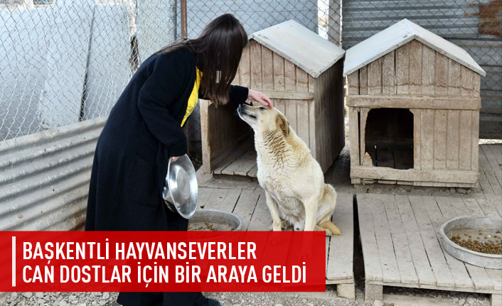 Başkentli hayvanseverler bir araya geldi