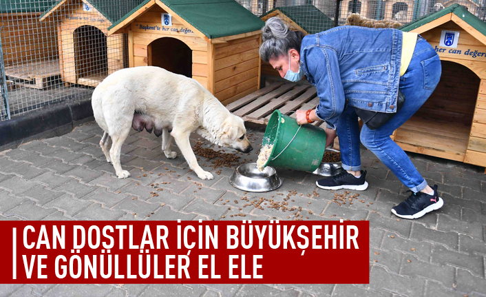 Can dostlar için Büyükşehir ile gönüllüler el ele verdi