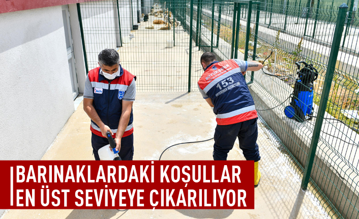 ABB barınaklardaki koşulları en üst seviyeye çıkarııyor