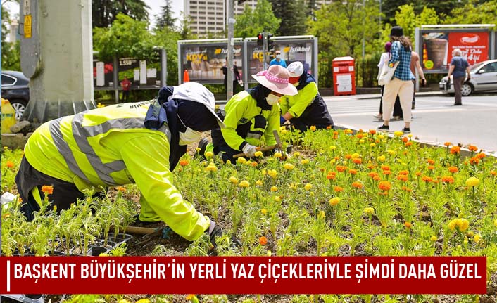 Başkent büyükşehir'in yerli yaz çiçekleriyle şimdi daha güzel