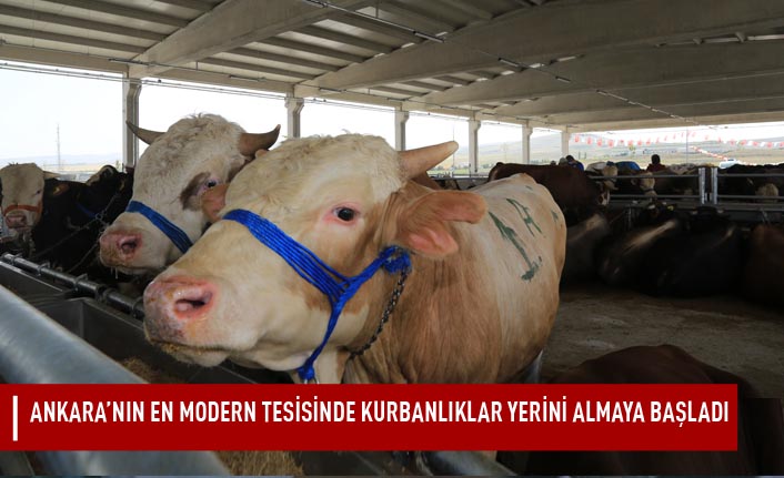 Gölbaşı Kurban Satış ve Kesim Yerinin Misafirleri Gelmeye Başladı