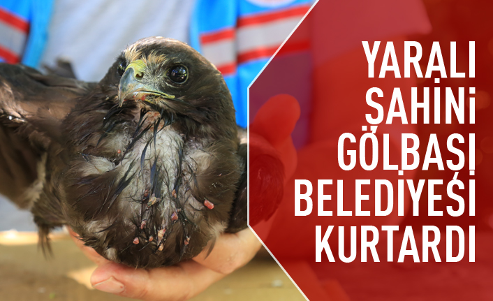 Gölbaşı Belediyesi Ekipleri Buldukları Şahin’in hayatını kurtardı