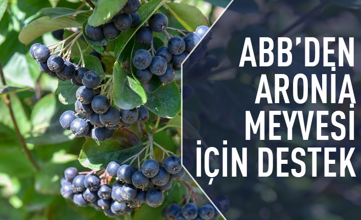 Büyükşehir'den aronia meyvesi için destek