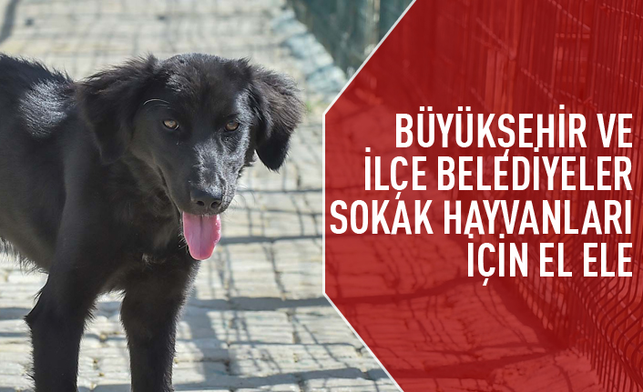 Büyükşehir ve ilçe belediyeler sokak hayvanları için el ele verdi