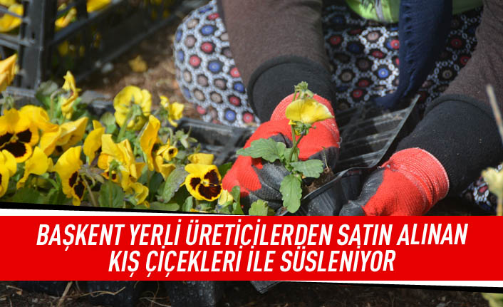 Başkent yerli üreticilerden satın alınan kış çiçekleri ile süsleniyor