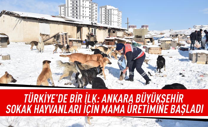 Türkiye'de bir ilk: Ankara Büyükşehir sokak hayvanları için mama üretimine başladı