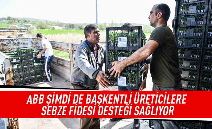 ABB şimdi de başkentli üreticilere sebze fidesi desteği sağlıyor