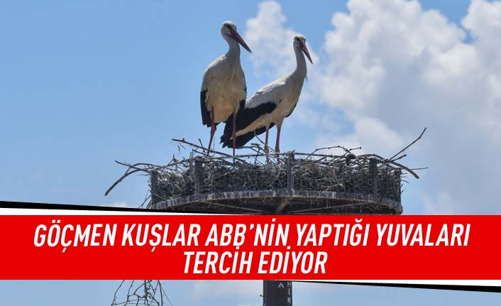 Göçmen kuşlar ABB'nin yaptığı yuvaları tercih ediyor