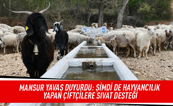 Mansur Yavaş duyurdu: şimdi de hayvancılık yapan çiftçilere SIVAT desteği