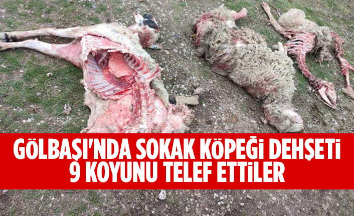 Sokak köpekleri koyunları telef etti