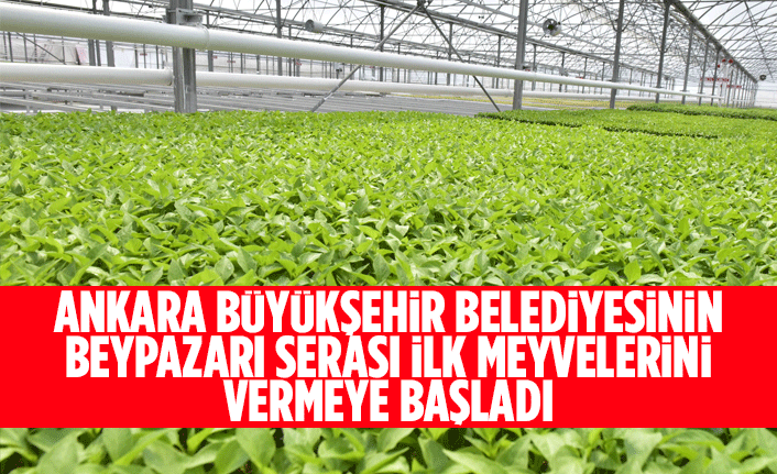 ANKARA BÜYÜKŞEHİR BELEDİYESİNİN BEYPAZARI SERASI İLK MEYVELERİNİ VERMEYE BAŞLADI