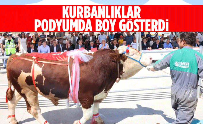 Kurbanlıklar podyumda boy gösterdi