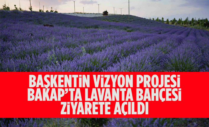 BAŞKENTİN VİZYON PROJESİ BAKAP’TA LAVANTA BAHÇESİ ZİYARETE AÇILDI