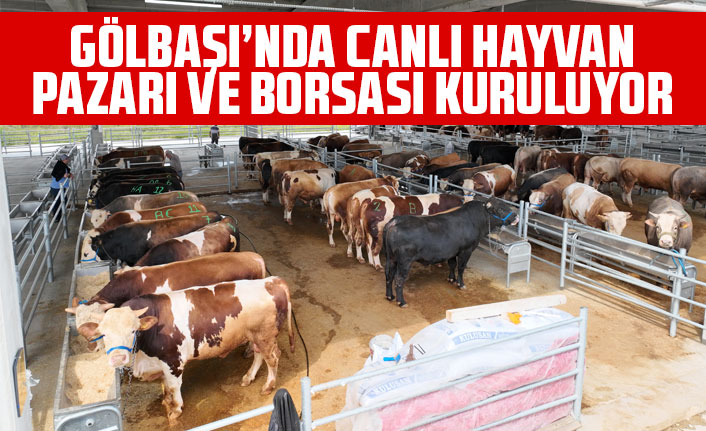 GÖLBAŞI’NDA CANLI HAYVAN PAZARI VE BORSASI KURULUYOR