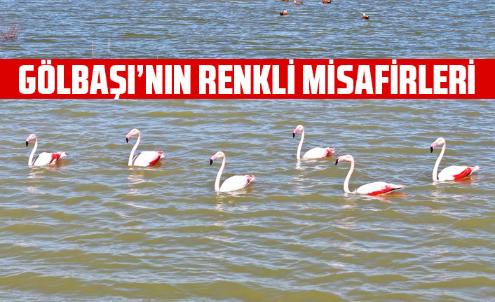 GÖLBAŞI’NIN RENKLİ MİSAFİRLERİ