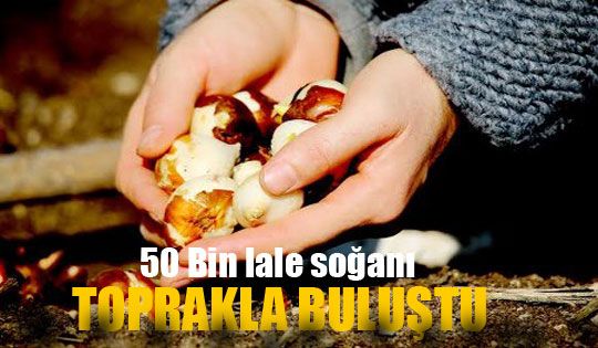 50 Bin Lale Soğanı Toprakla Buluştu