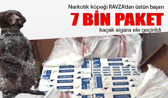 7 bin paket kaçak sigara ele geçirildi