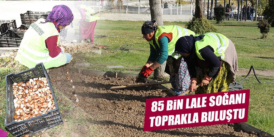 85 bin adet lale soğanı toprakla buluştu