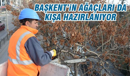 Ağaçlara kışlık bakım