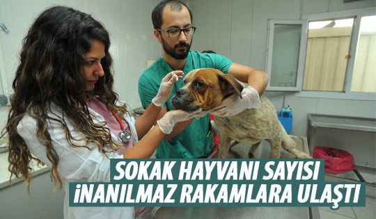 Ankara'da 100 bini aşkın sokak hayvanı yaşıyor