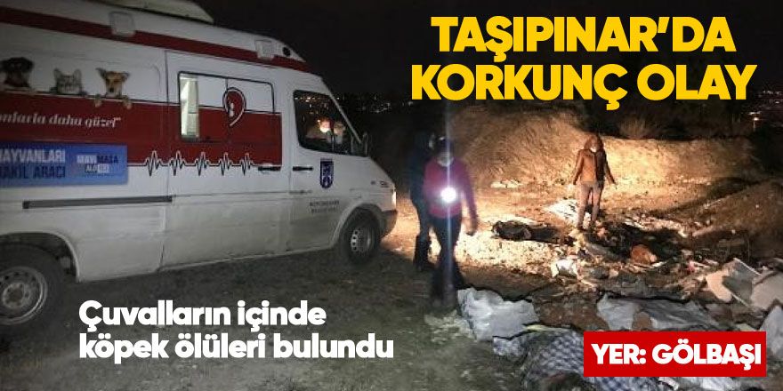 Ankara'da korkunç olay! Çuvalların içinde köpek ölüleri bulundu