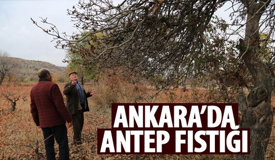 Ankaralı çiftçi Antep fıstığı üretecek
