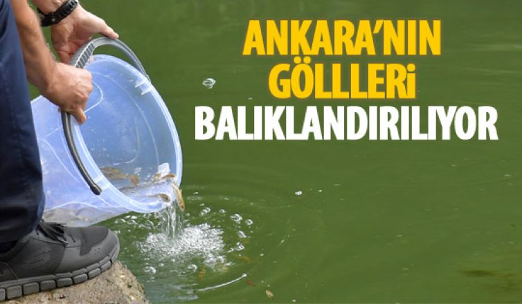 Ankara'nın göllerini balıklandırma çalışması