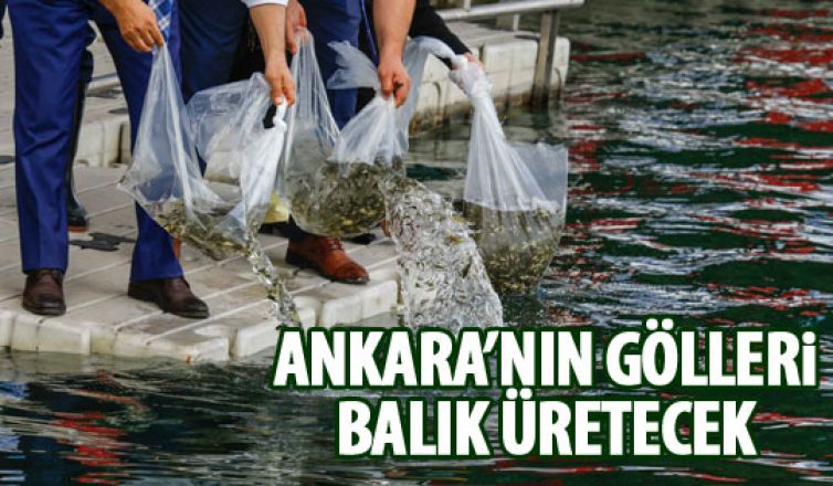 Ankara'nın gölllerine balık bırakıldı