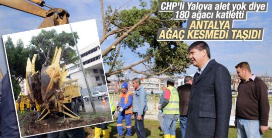 Antalya'da ağaçlar kesilmek yerine söküldü