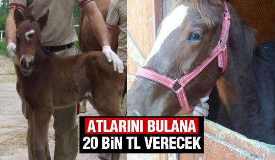 Atlarını bulana 20 bin TL verecek