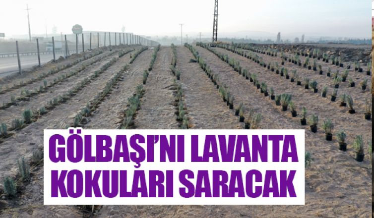 Başkent'i lavanta kokuları saracak!