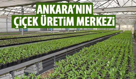 Başkent'in çiçek üretim merkezi: ANFA