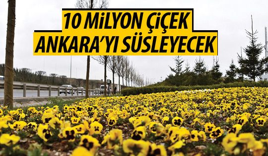 Büyükşehir Ankara'yı çiçeklerle süslüyor