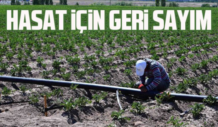 Büyükşehir arsalarında hasat için geri sayım başladı!