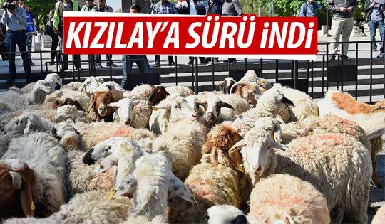 Büyükşehir Belediyesi değişik bir etkinlikte bulundu