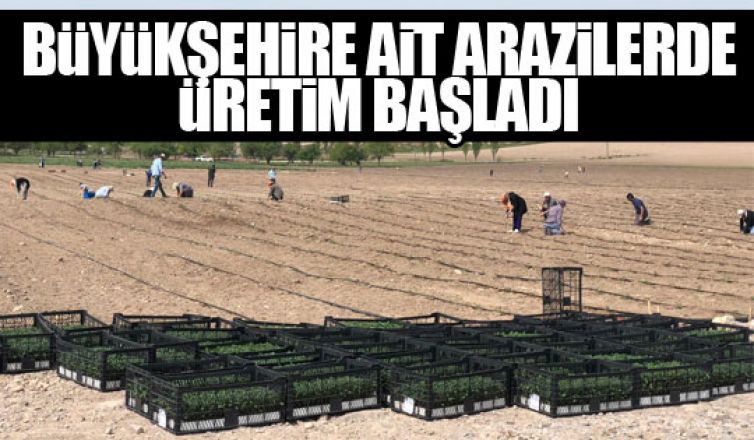 Büyükşehire ait arazilerde üretim başladı!