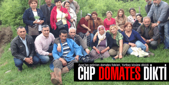 CHP Domates Dikti