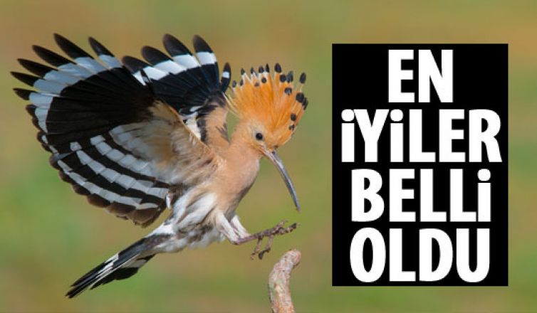 En iyi fotoğraf avcıları belli oldu