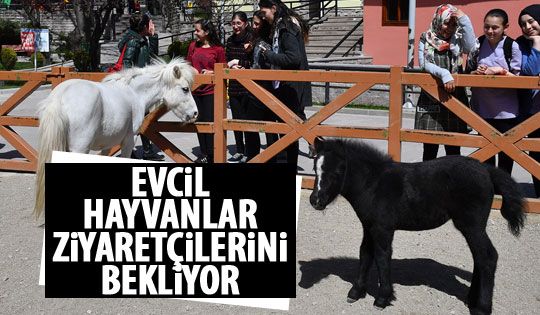 Evcil hayvanlar ziyaretçilerini bekliyor