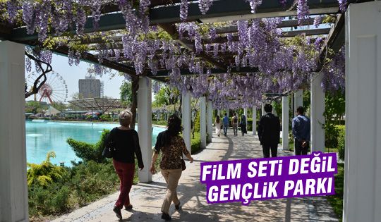 Gençlik Parkı'nda mor salkım şöleni